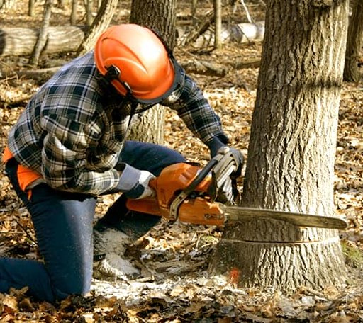 Tree Removal in Mcclusky, ND